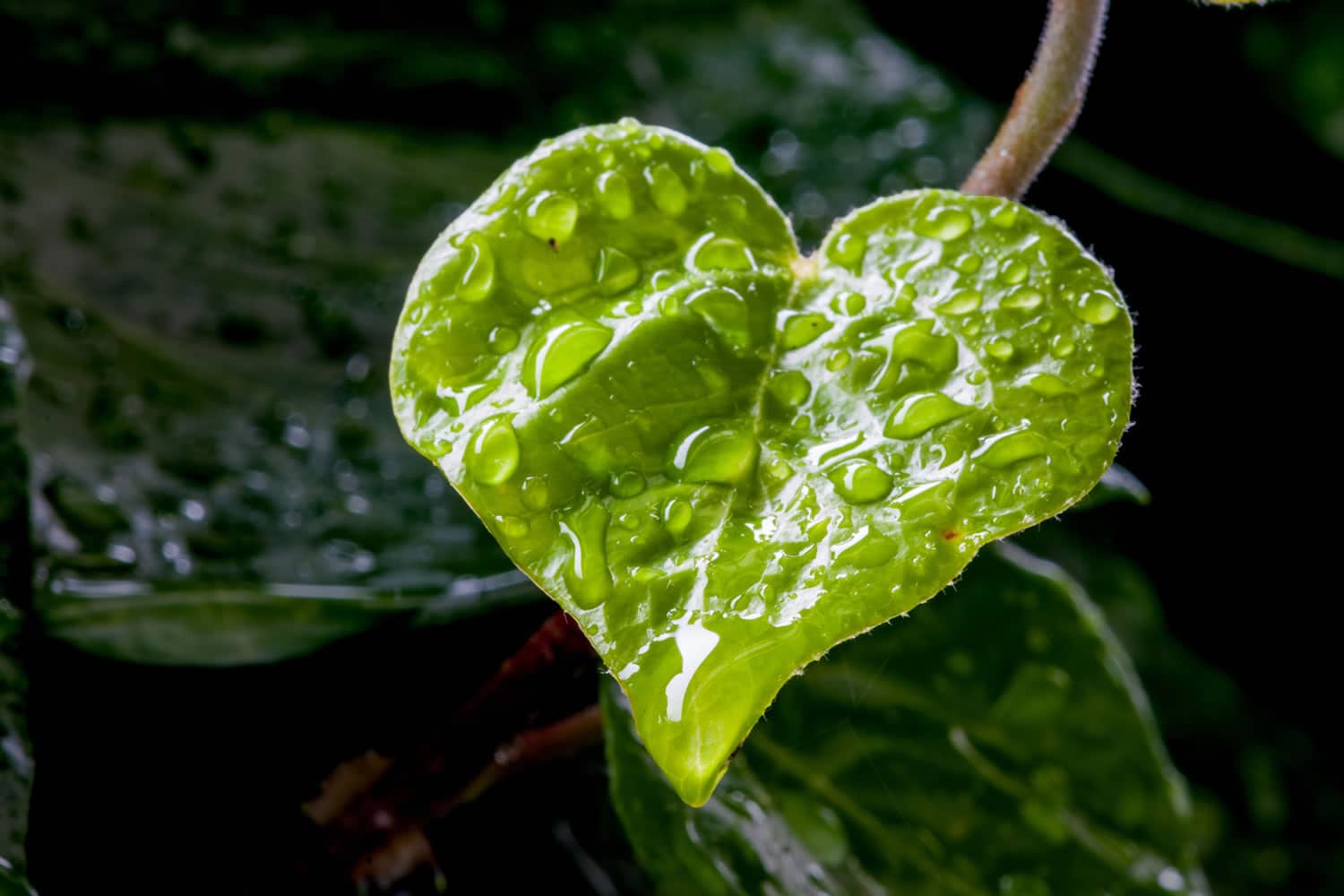 Heart-shaped leaf with water droplets