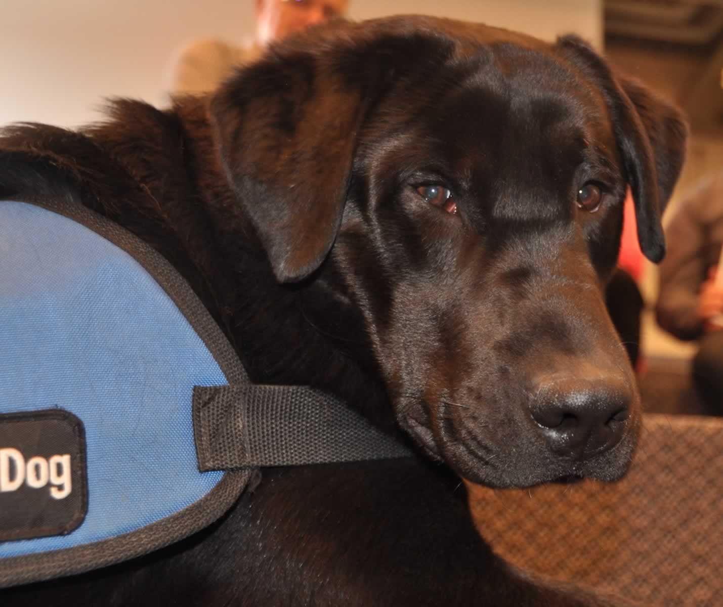 Dark brown service dog